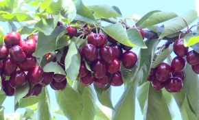 'Lapseki devi'nin hasadı başladı