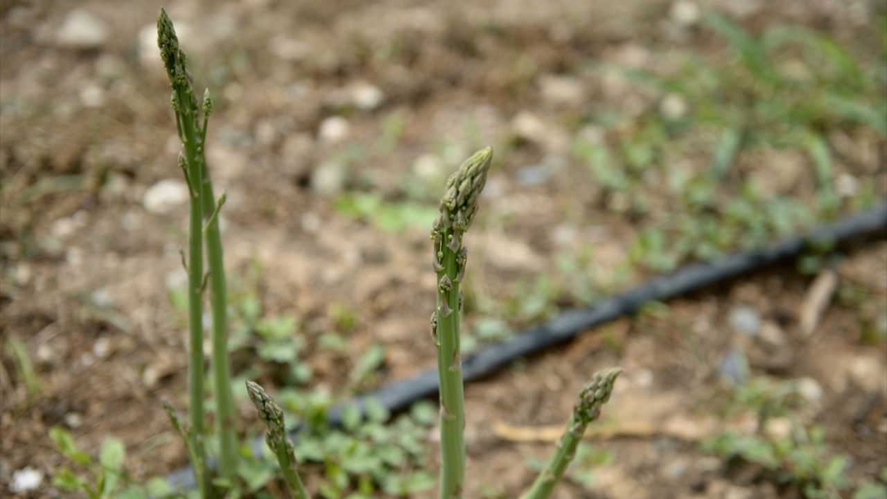 Tüm dünyayı etkisi altına alan yeni tip koronavirüs (Covid-19) tedbirlerinde normalleşmeye gidilmesinin ardından, ilçede üretilen kuşkonmaz hasadında çok sayıda tarım işçisi çalışıyor.