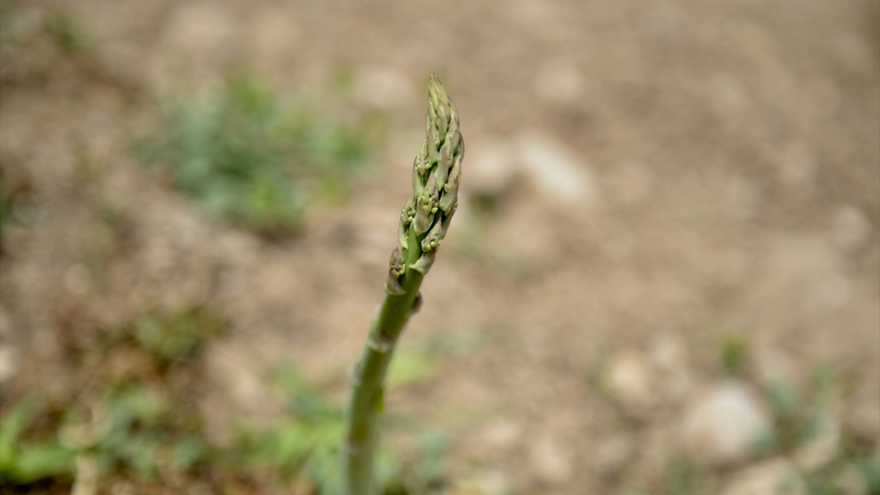 İstanbul`da 5 dönüm arazide üretimine başlayan ve yeterli verimi alamayınca Eskişehir`de tesis kuran girişimcilerin bugün 600 dönüm arazide ürettiği kuşkonmaz, internet üzerinden de satılıyor. 