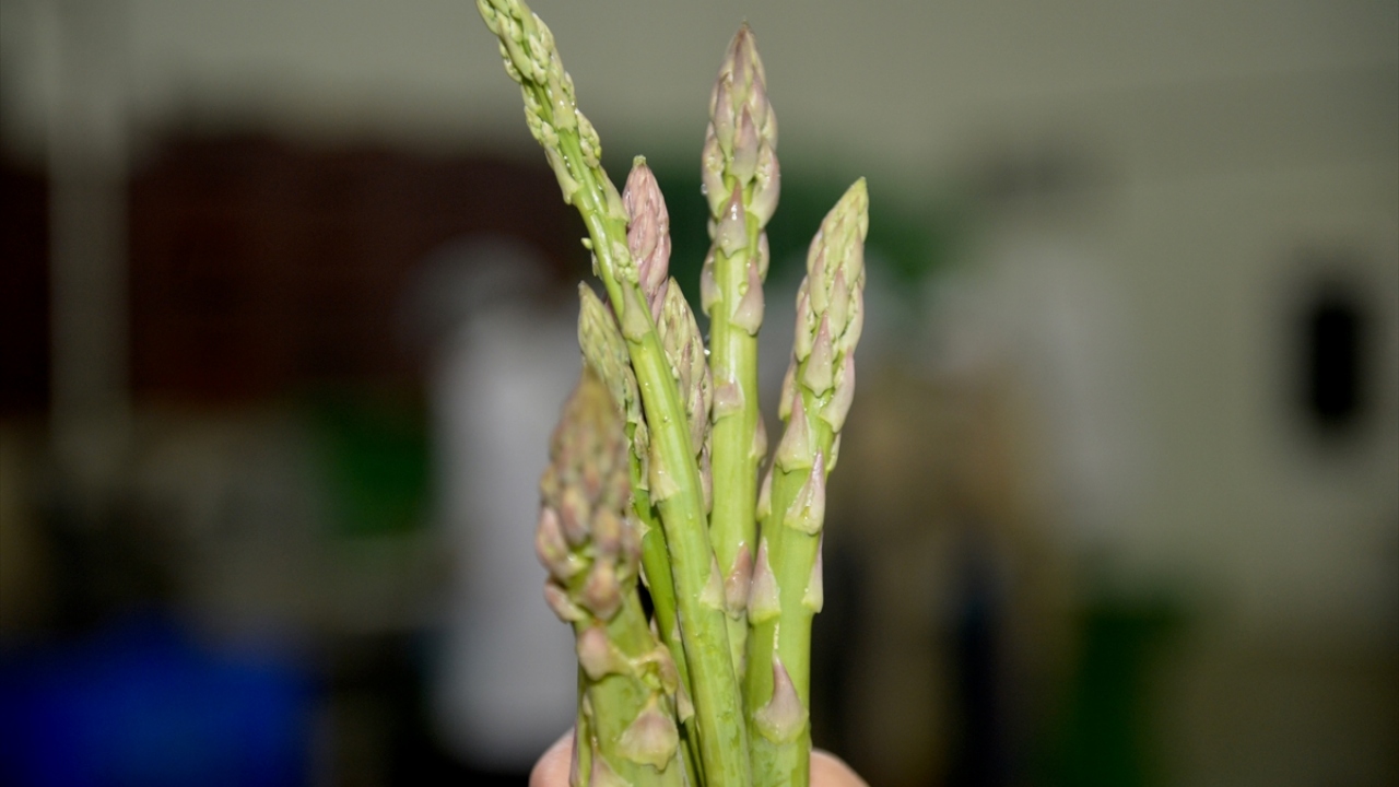 Müteşebbislerden Arman Badur, hasat öncesinde gazetecilere yaptığı açıklamada, faaliyetlerinin her yıl giderek büyüdüğünü, üretim alanlarını ise genişletmek için çalıştıklarını söyledi. 