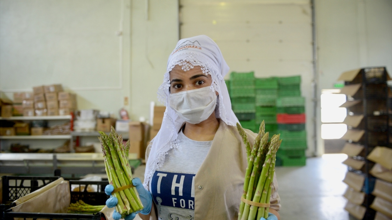 "Döviz anlamında Türkiye için gelir kapısı olabilir" 