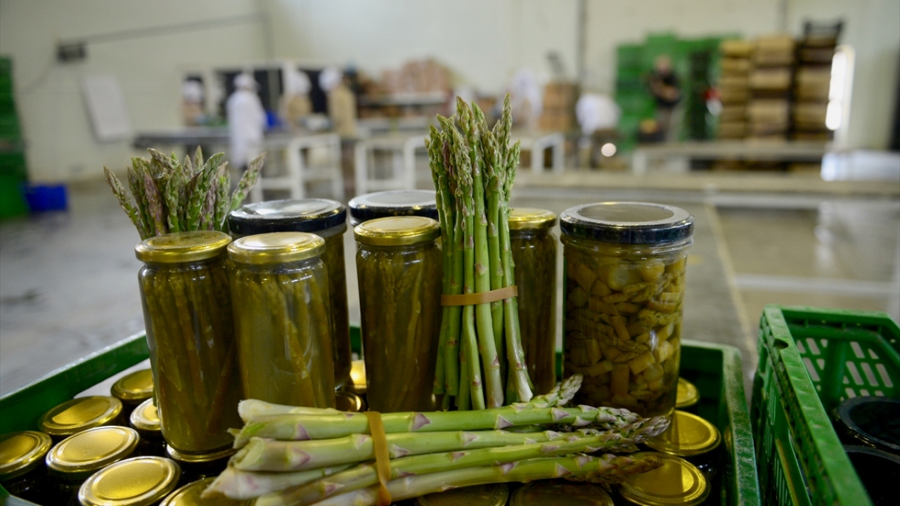 Hasada katılan Sarıcakaya Kaymakamı Murat Demirbilek ise kuşkonmaz ile ilgili ilçe olarak projeler hazırladıklarını dile getirdi. 