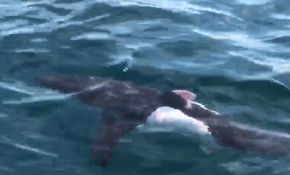 Saros Körfezi'nde köpek balığı görüntülendi