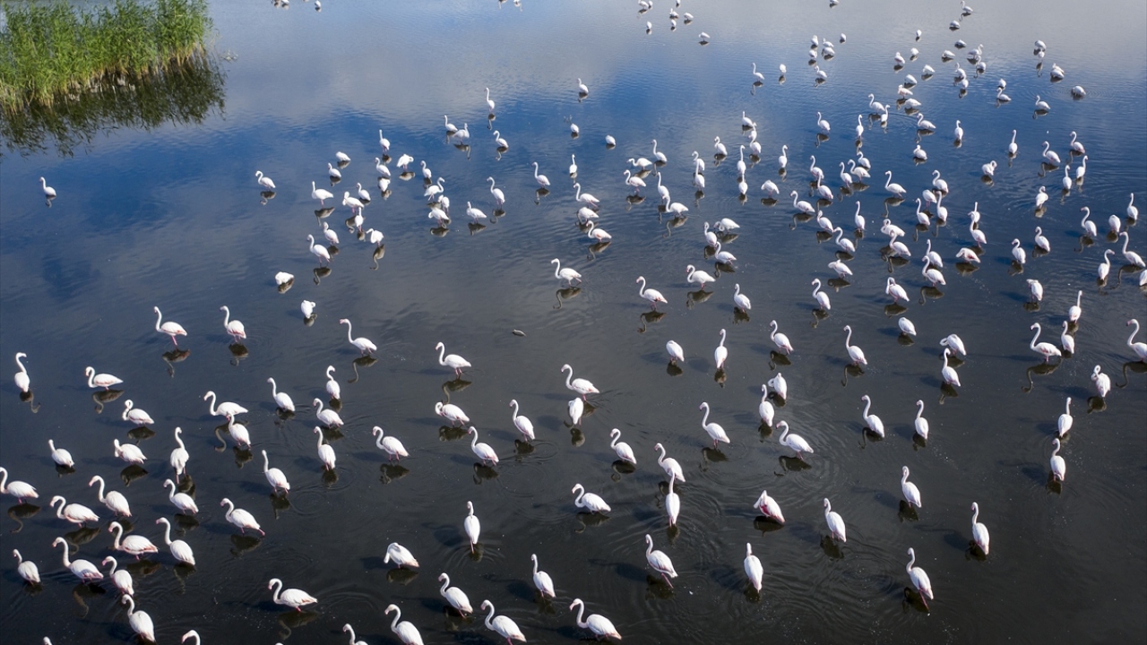 Bölgede 146 çeşit kuş türünün barındığı Eber Gölü`ne göç zamanı gelen flamingolar, her mevsim farklı güzelliğe bürünen alanda yaşamlarını sürdürüyor.