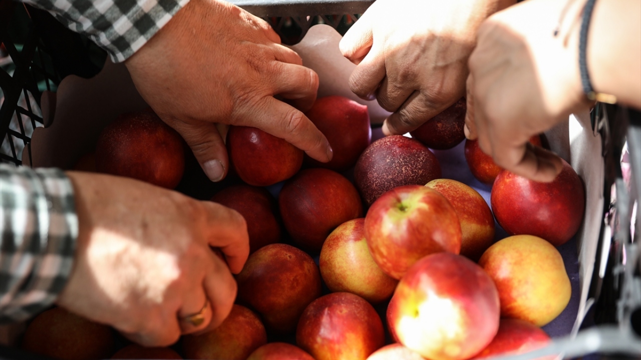 Bu yıl ise hem kalite hem de verimde artış yaşanan şeftalide ihracat da arttı. 