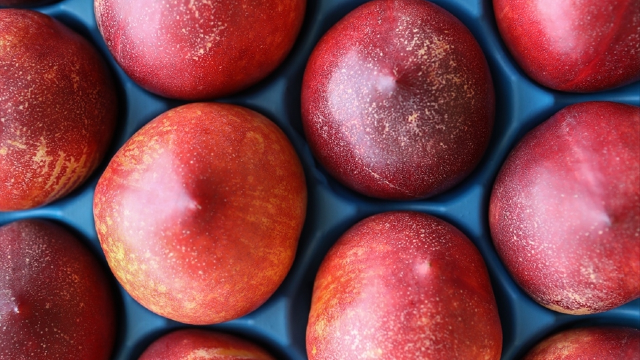 Şeftali ihracatında ilk sırada yaş meyve sebze ihracatının geleneksel pazarı Rusya yer aldı. 