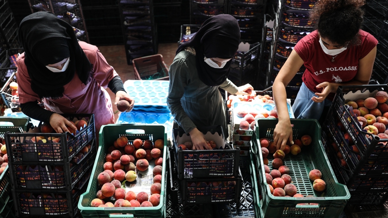 2019`da 45 ülkeye ihraç edilen şeftaliden 42 milyon dolar döviz girdisi sağlandı. 