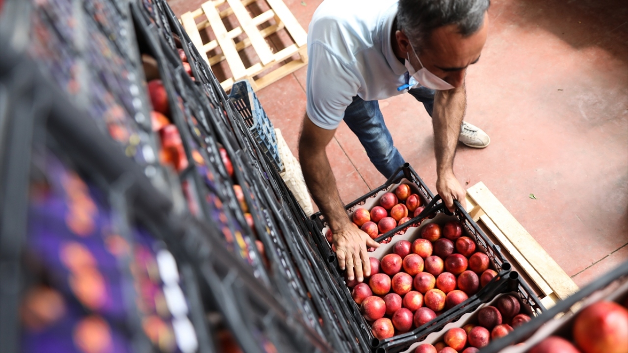 Nektarin ihracatı da yüzde 49 arttı