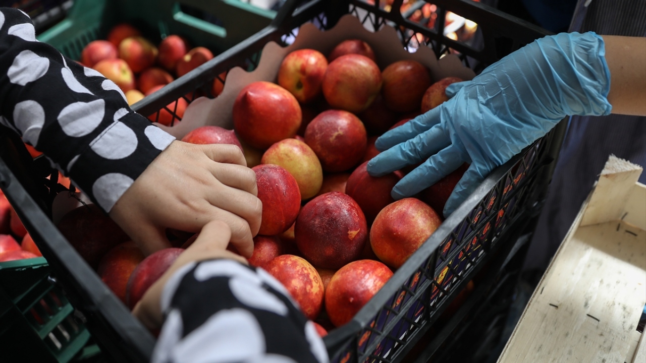 Tıpkı şeftalide olduğu gibi nektarinde de ihracatta ilk sırada Rusya yer aldı. 