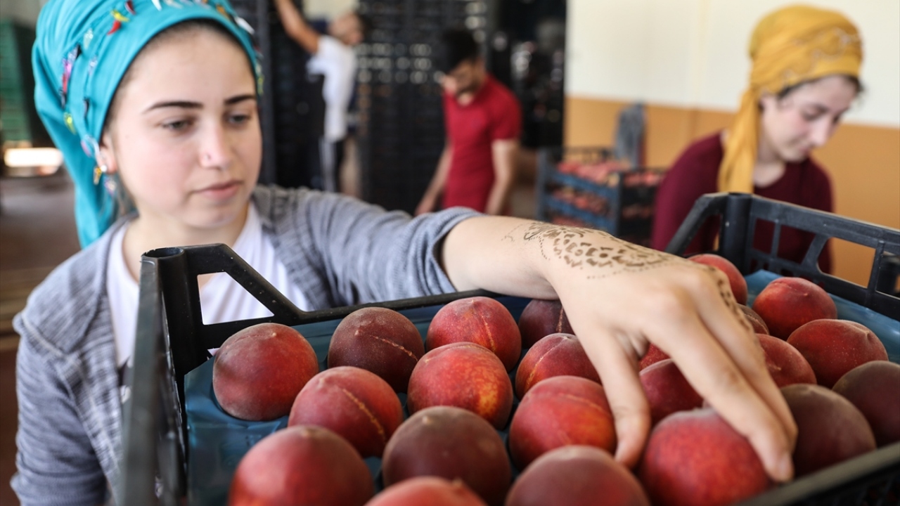 Şeftalide hedef 50, nektarinde 60 milyon dolar