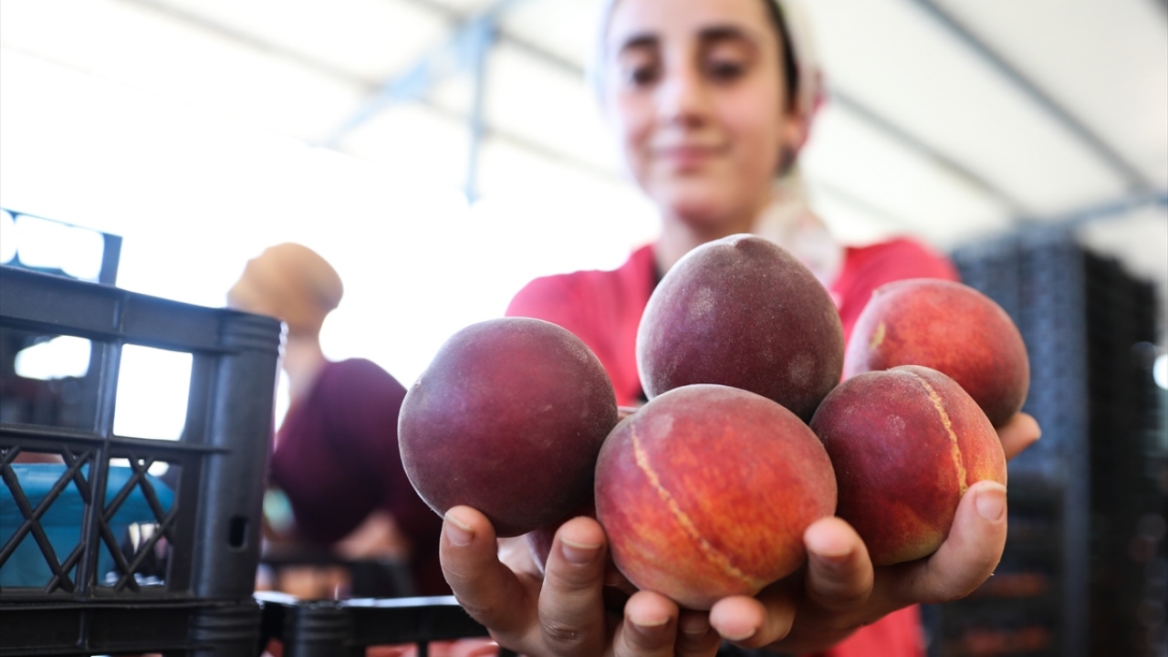 Nektarinde de verim ve kalitenin yüksek olduğununu vurgulayan Uçak, şunları kaydetti: