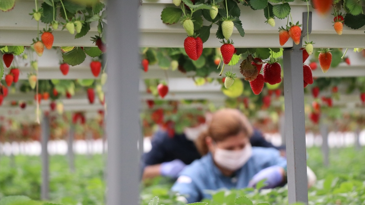 Ankara Üniversitesi Ziraat Fakültesinden mezun olduktan sonra ABD`de çilek üretimi üzerine eğitim alan Fatih Şen, Aksu`da 20 dönümlük alanda topraksız ve katlı çilek serası kurdu.