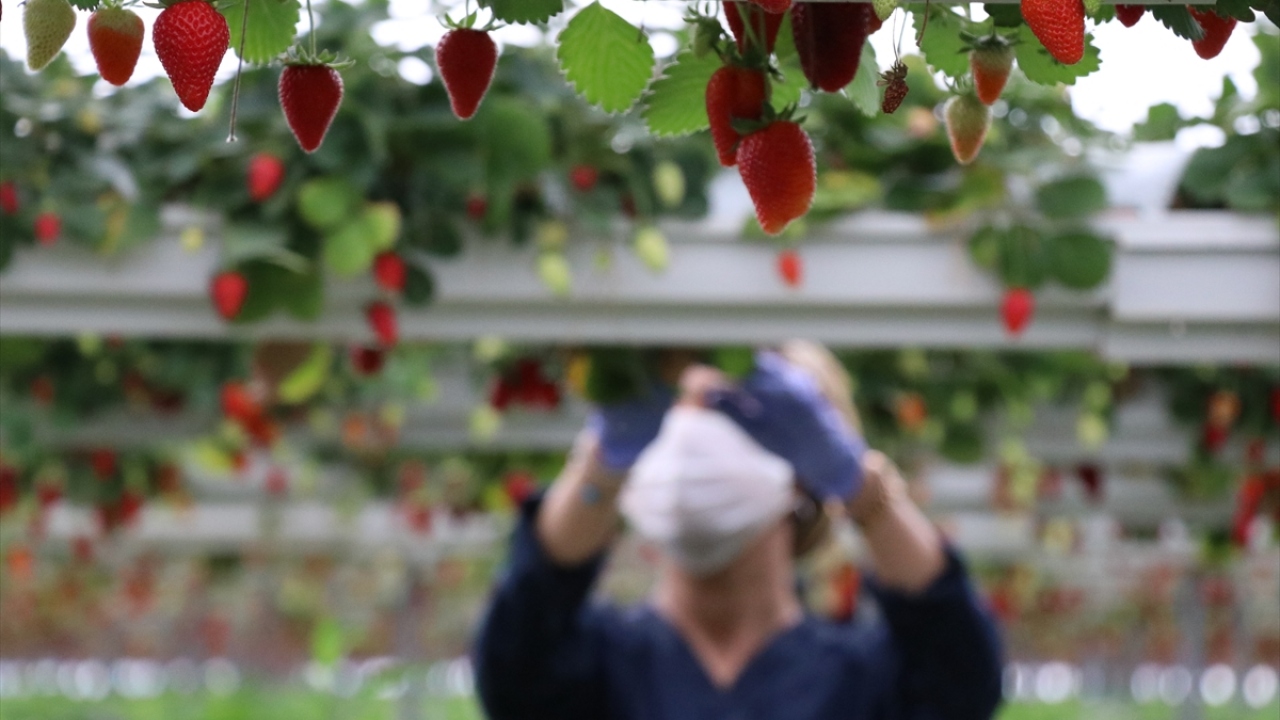 Modern sistemle serasında ürünlerini almaya başlayan Şen, yeni tip koronavirüs (Covid-19) sürecinde de ürünlerini Türkiye`nin dört bir yanına gönderdi.