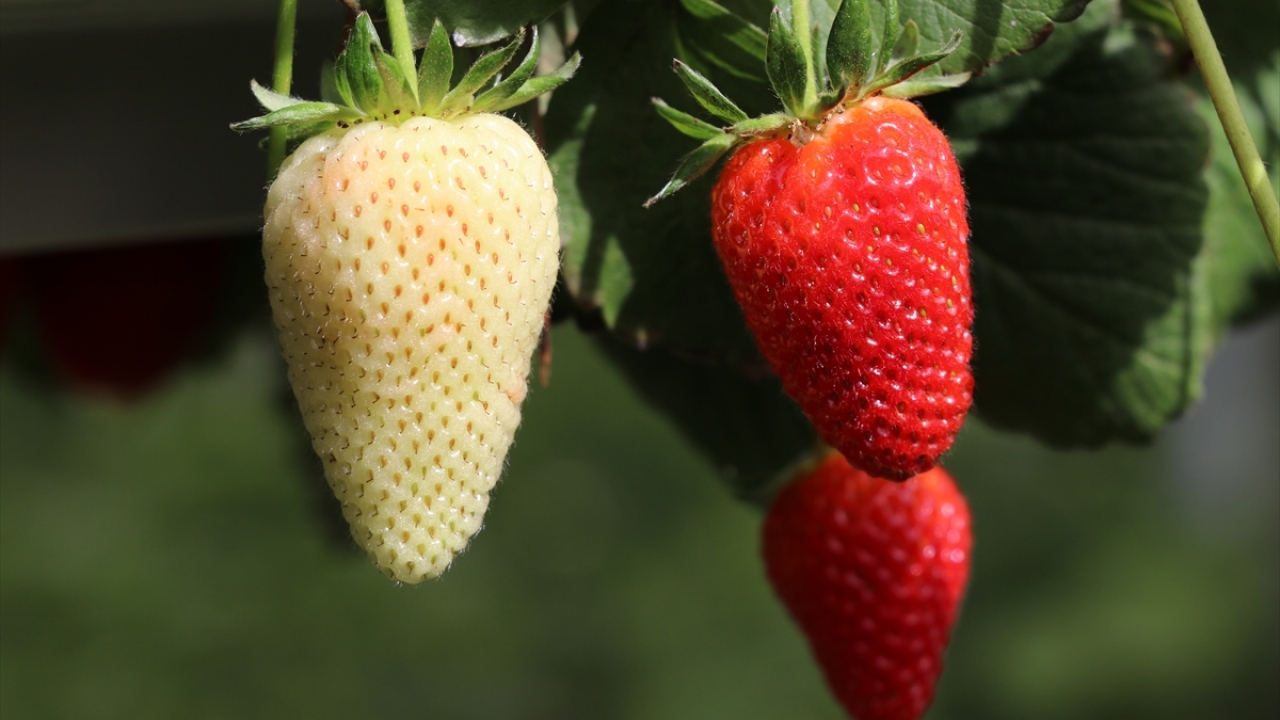 Yurt dışından gelen talebi Covid-19 nedeniyle karşılayamayan Şen, normalleşme sürecinde ürünlerini yurt dışına ihraç etmeye hazırlanıyor.
