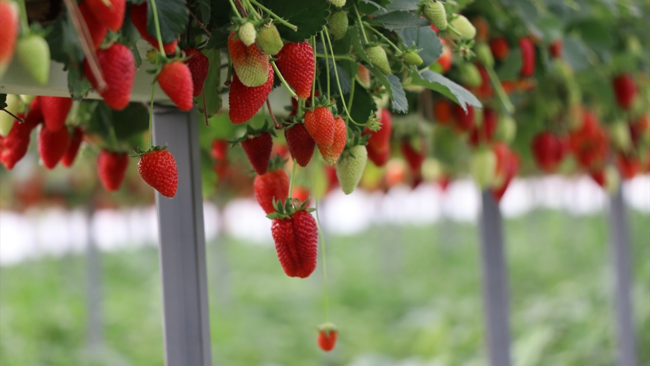 Şen, çileğin pazar değerinin yüksek olduğunu, kurduğu serada daha az suyla ve gübreye ihtiyaç duymadan üretim yaptığını söyledi.