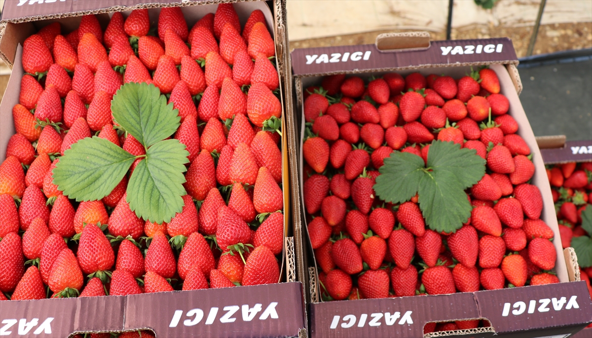 Şen, gerçekleştirdikleri üretimde çileğe hormon ya da GDO uygulanmasının mümkün olmadığını söyledi.