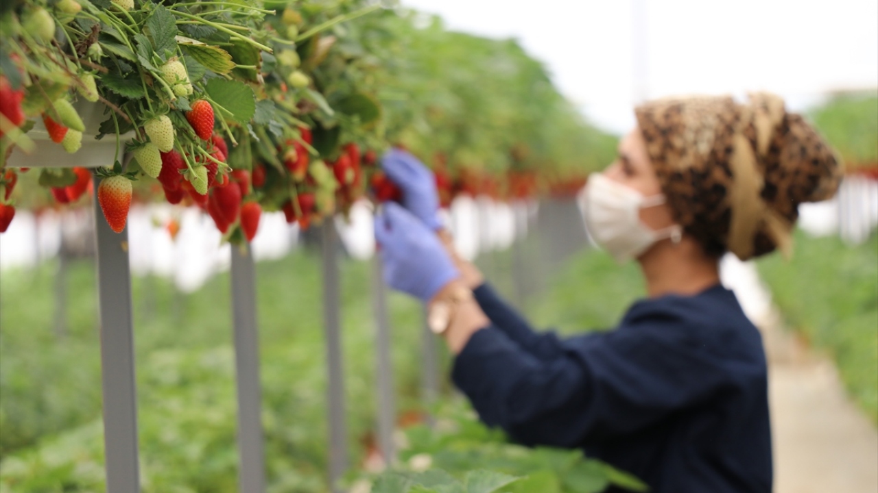 "Yurt dışından çok talep var"