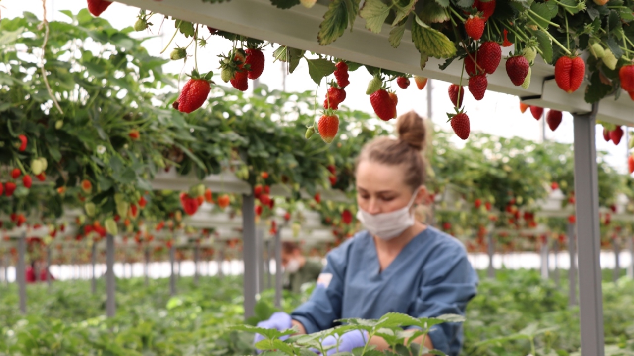 Aksu İlçe Tarım ve Orman Müdürü İhsan İnal ise çilek üretiminde son yıllarda ciddi mesafe kaydettiklerini, ilçede yaklaşık 1500 dekar alanda üretim yapıldığını bildirdi.