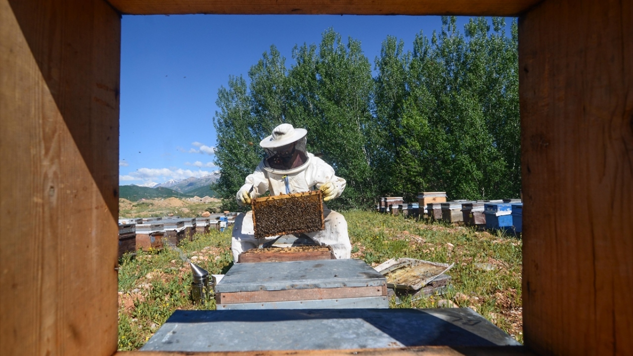 Bitki çeşitliliği ve endemik türler bakımından zengin floraya sahip olan, bu nedenle arı yetiştiriciliğinin yaygın yapıldığı ilçede, yaz mevsimiyle arıcıların kovan başındaki zor ve yorucu mesaisi başladı.