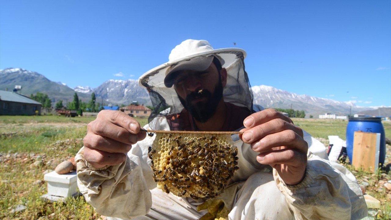Gece gündüz demeden arıların bakımıyla ilgileniyorlar