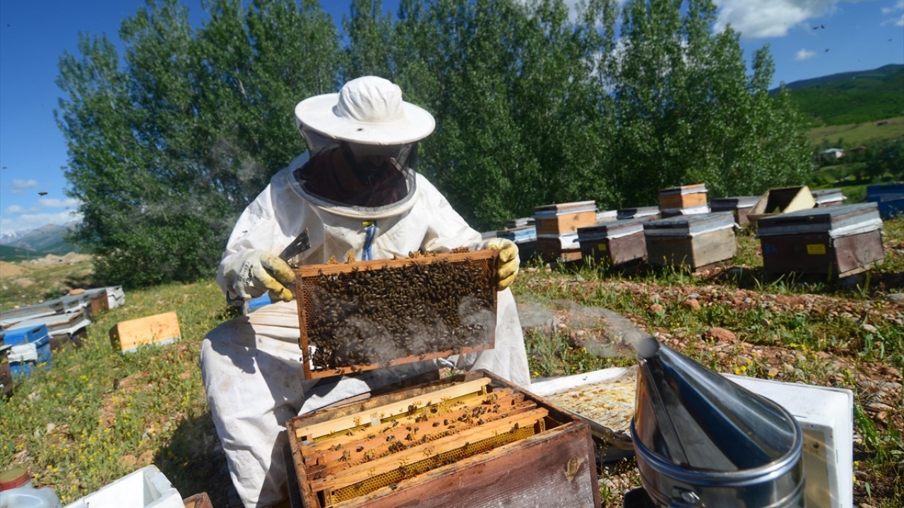 Elde edilen kaliteli bal iç piyasada satışa sunuluyor