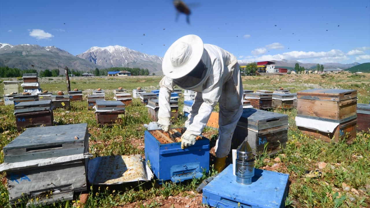 Arıcı Selahattin Aktimur, yaptığı açıklamada, arılarını kışın Hatay`a götürdüğünü ve havaların ısınmasıyla Ovacık`a geri döndüğünü söyledi.