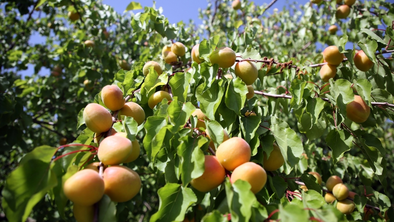 Sahip olduğu iklim özelliğinden dolayı çok sayıda ürünün yetiştiği ve "meyve deposu" olarak bilinen ilçede, 63 bin dekarlık alandaki bahçelerde, coğrafi işaret tescilli kayısının hasadı sürüyor.