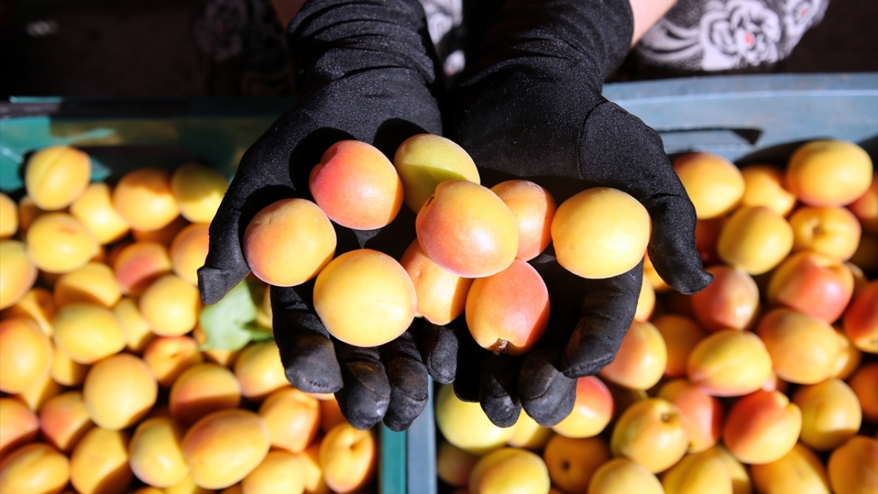İlçedeki üretimin, yaklaşık yüzde 55`i de ihraç ediliyor.