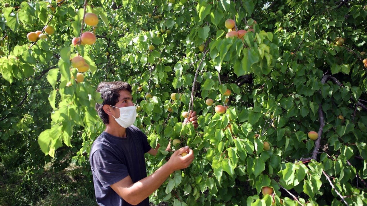 Mut Tarım ve Orman Müdürü Ekrem Bayır, ilçenin sofralık kayısı üretiminde Türkiye`de ilk sırada olduğunu söyledi. 