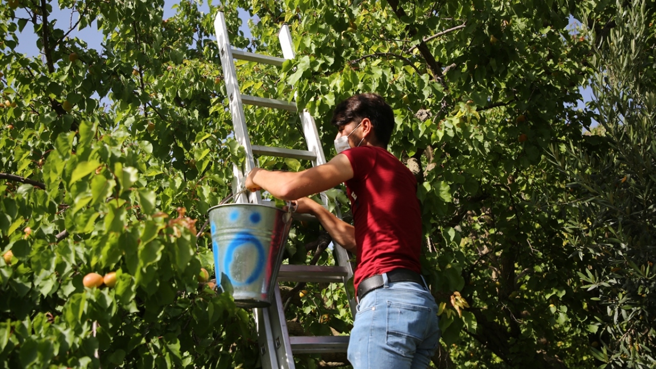 Tescilli kayısılarının doğallığıyla ön plana çıktığını ifade eden Bayır, bu sezon yüksek verim beklediklerini dile getirdi.