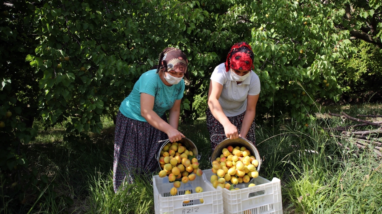 İlçedeki üretimin, yaklaşık yüzde 55`i de ihraç ediliyor.