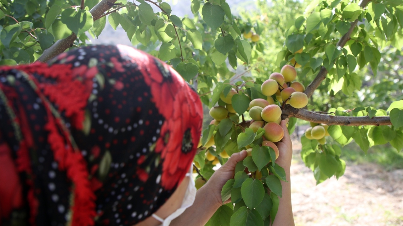 Üreticiler verimden memnun