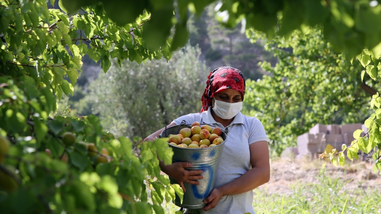 İlçede yaklaşık 30 yıldır kayısı üreticiliği yaptığını aktaran Aziz Özen de bu yıl sezonun bereketli geçtiğini ifade etti.
