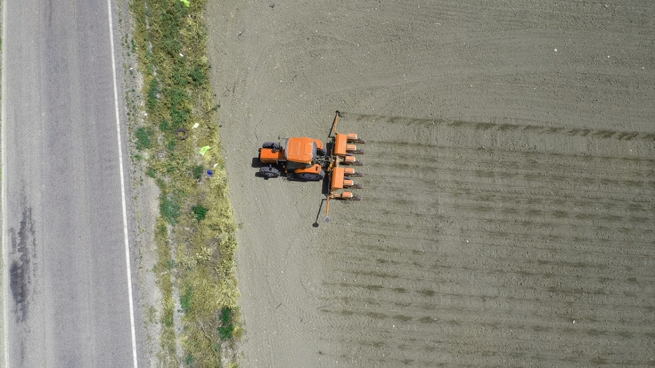 Coğrafi işaret tescil belgeli Kırkağaç kavunu, Bakırçay Ovası`nda yaklaşık 15 bin bin dekar alanda üretiliyor. 