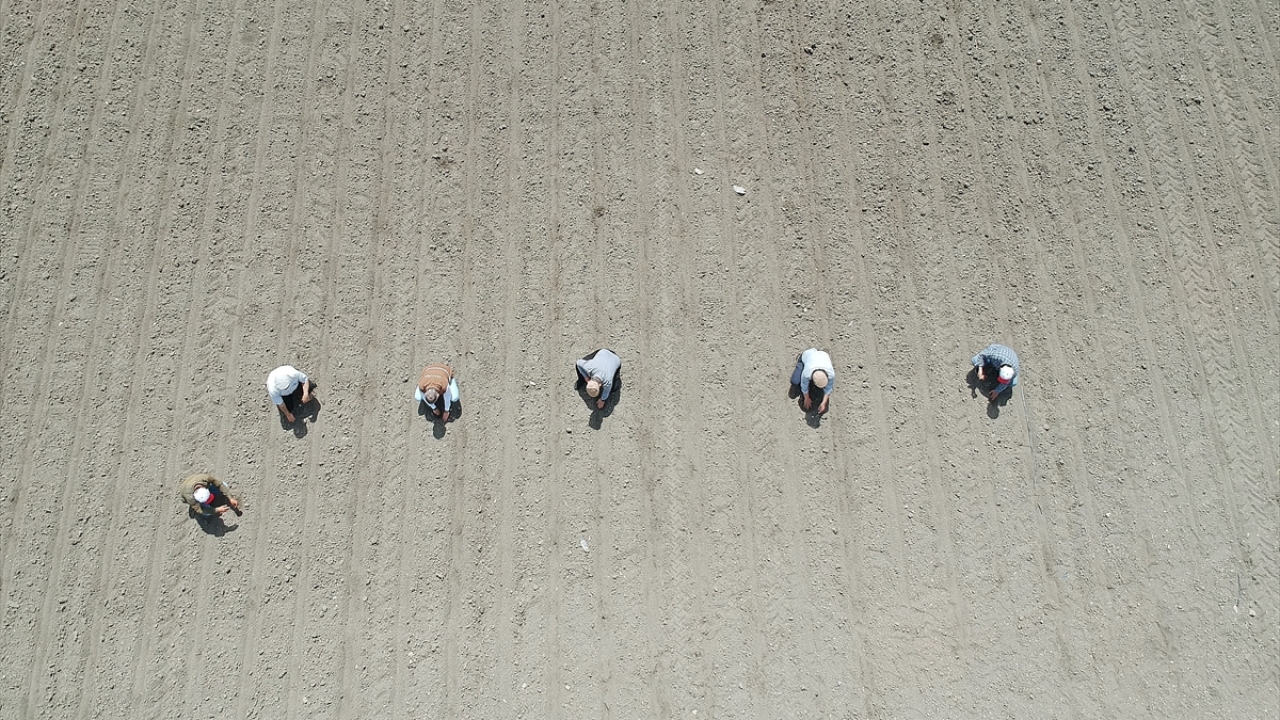 Tohumları Kırkağaç Ziraat Odasından temin eden çiftçiler, daha sonra bunları toprakla buluşturuyor. Kırkağaç kavunu için çiftçiler, belirli periyotlarda tarlalarında sulama ve çapa yapıyor.
