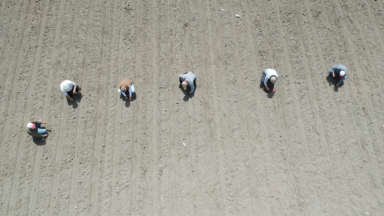 Ağustos ayının ortasında hasadına başlanan Kırkağaç kavunu, yorganlara sarılarak depolara taşınıyor. Büyük bölümü kış aylarında pazara sunulan kavunlar, sofralarla buluşuyor. 
