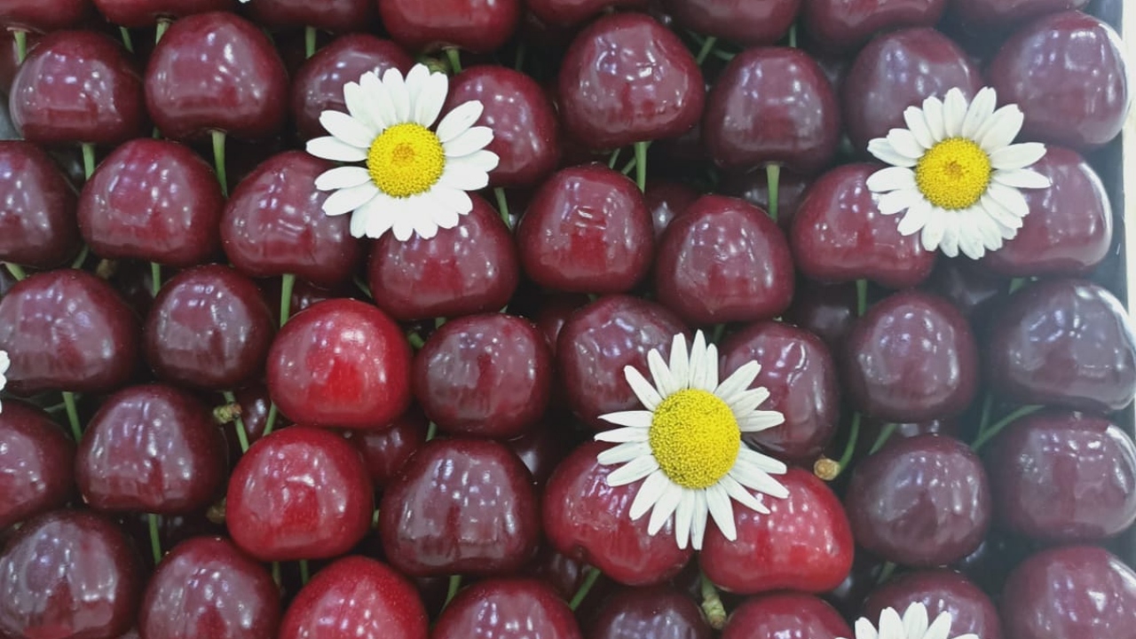 Bu yıl 35`inci kez düzenlenen kiraz yarışmasına Ziraat 900 ve diğer çeşitler katogorisinde toplam 20 üretici katıldı.