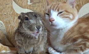 Tavşan yavrusunu anne şefkatiyle besleyen kedi