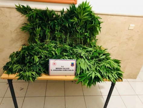 Mersinde ormanlık alanda Hint keneviri yetiştiren 3 zanlı tutuklandı