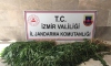 İzmir'de 680 kök Hint keneviri ele geçirildi