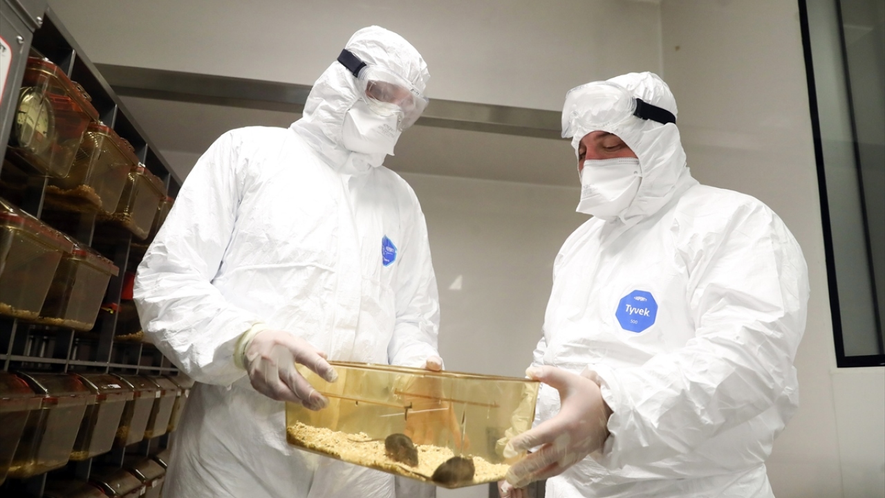 Hayvan deneyleri bir ay sürecek 