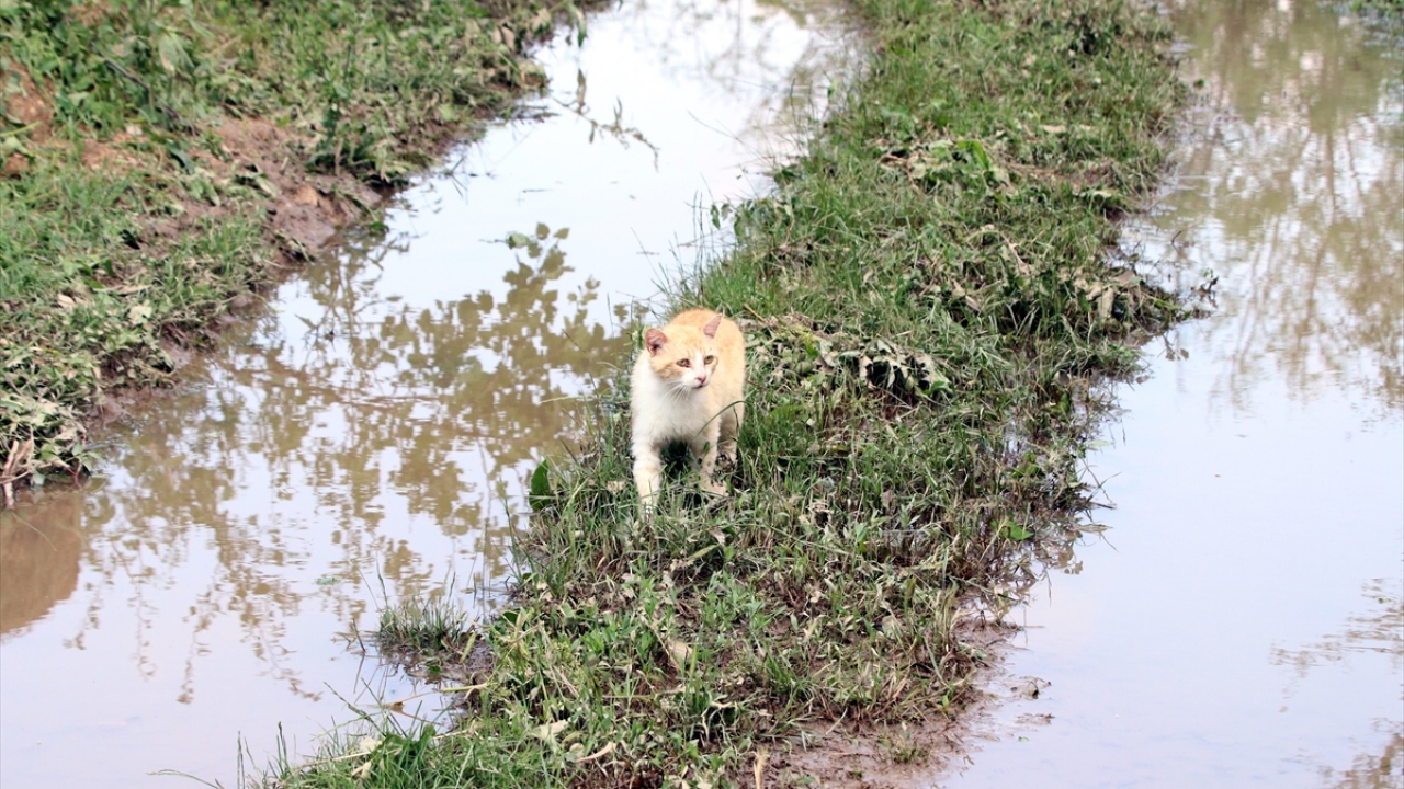 Köy muhtarı Gökay Gülen ise yağmur, fırtına ve dolunun etkili olduğu köylerinde bazı ev, ağıl ile tarım alanlarının hasar gördüğünü dile getirdi.