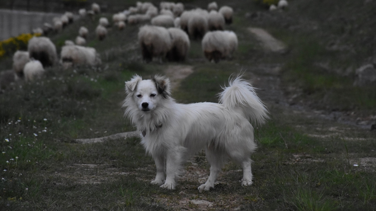 Kabadüz ilçesine bağlı 2 bin rakımlı Çambaşı Yaylası ve çevresindeki Turnalık Yaylası ile obalar, normalleşme sürecinin başlamasıyla gecikmeli de olsa hareketlenmeye başladı.