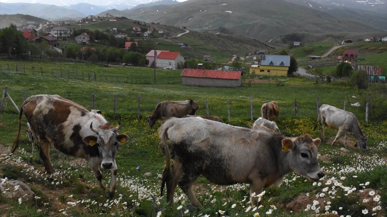 Yayla evleri, kapılarını yöre sakinlerine açarken, şehir gürültüsünden uzaklaşmak isteyenler de doğada günübirlik vakit geçiriyor.