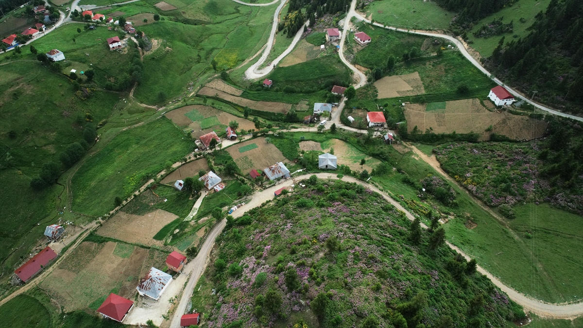 Uçsuz bucaksız ormanları, bol oksijenli yaylaları, şelaleleri ve gölleriyle kendine hayran bırakan Ordu, her mevsim farklı güzellikler sunuyor.