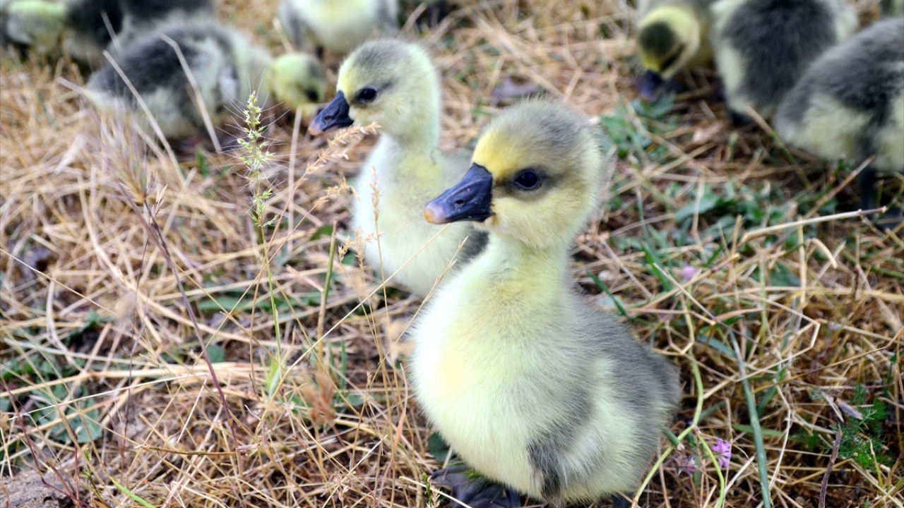 Yavruları kış mevsimine kadar meralarda büyüten, daha sonra yakın köylere ve birçok ile pazarlayan Orkin, devletten aldığı desteklerle kısa zamanda işlerini büyüttüğünü söyledi.