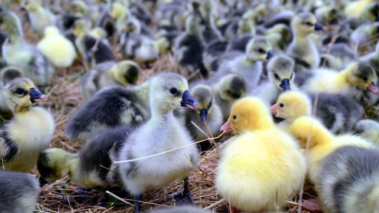 Çiftlikteki kuluçka makinesiyle ürettiği yavrulara kümeste özenle bakan Orkin, hayvanları daha iyi yetişmeleri ve beslenmeleri için anaç kazlarla zengin floraya sahip meralara salmaya başladı.