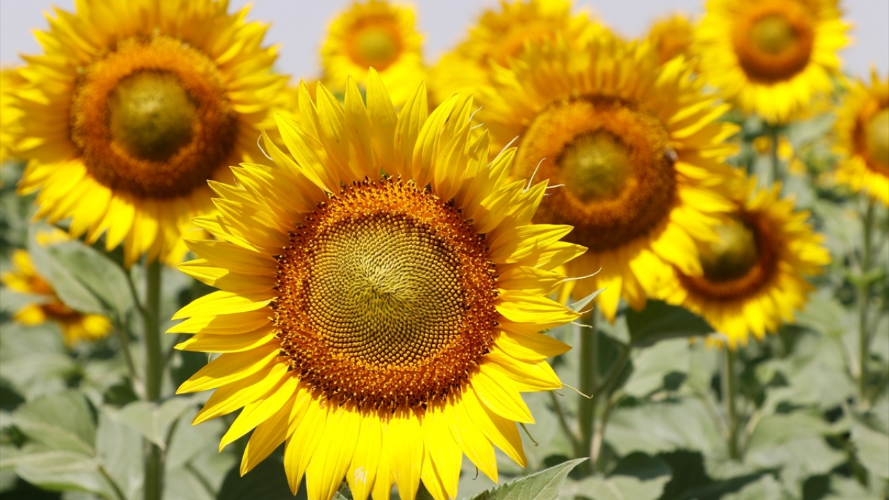 Yaklaşık 636 bin dekar alanda tarım yapılan, teknolojik araç ve gereçlerin kullanıldığı işletme, ülke ekonomisine ve çiftçilere ciddi katkı sağlıyor. 
