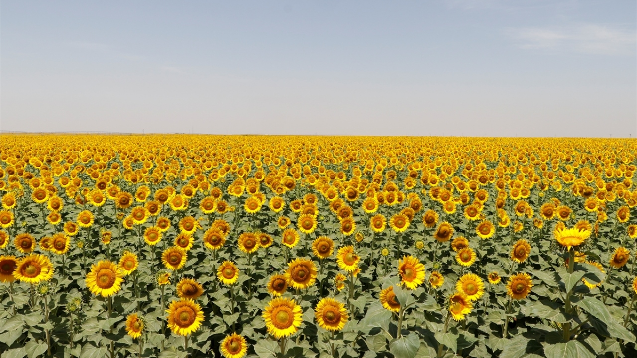 İşletmenin Bitkisel Üretim Müdür Yardımcısı Muhammet Altıparmak, son yıllarda özellikle münavebe amaçlı ayçiçeği ekimi gerçekleştirdiklerini söyledi.