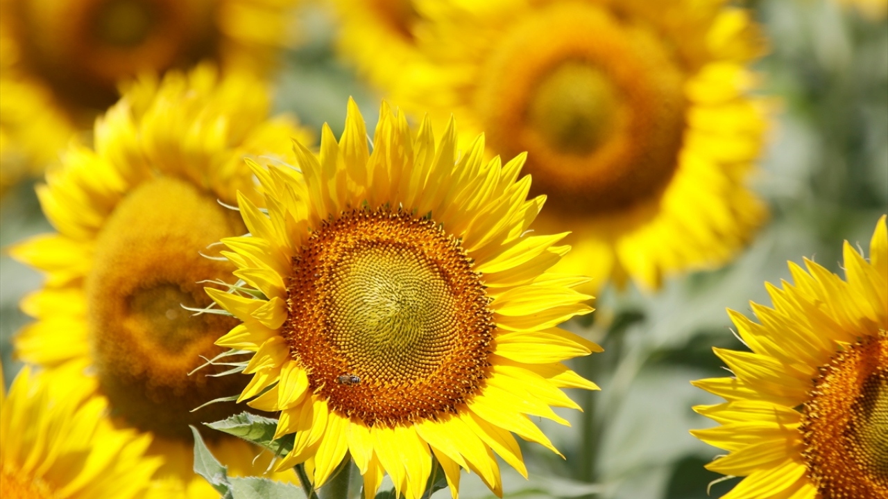 Altıparmak, ayçiçeğinin döllenme için uygun bir dönemde olduğunu ve bunu sağlamak için bölgedeki arıcıların kovanlarını bu alana koymasını sağladıklarını sözlerine ekledi.
